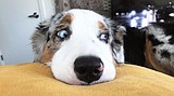 Local vets: Pets probably not at risk for COVID-19