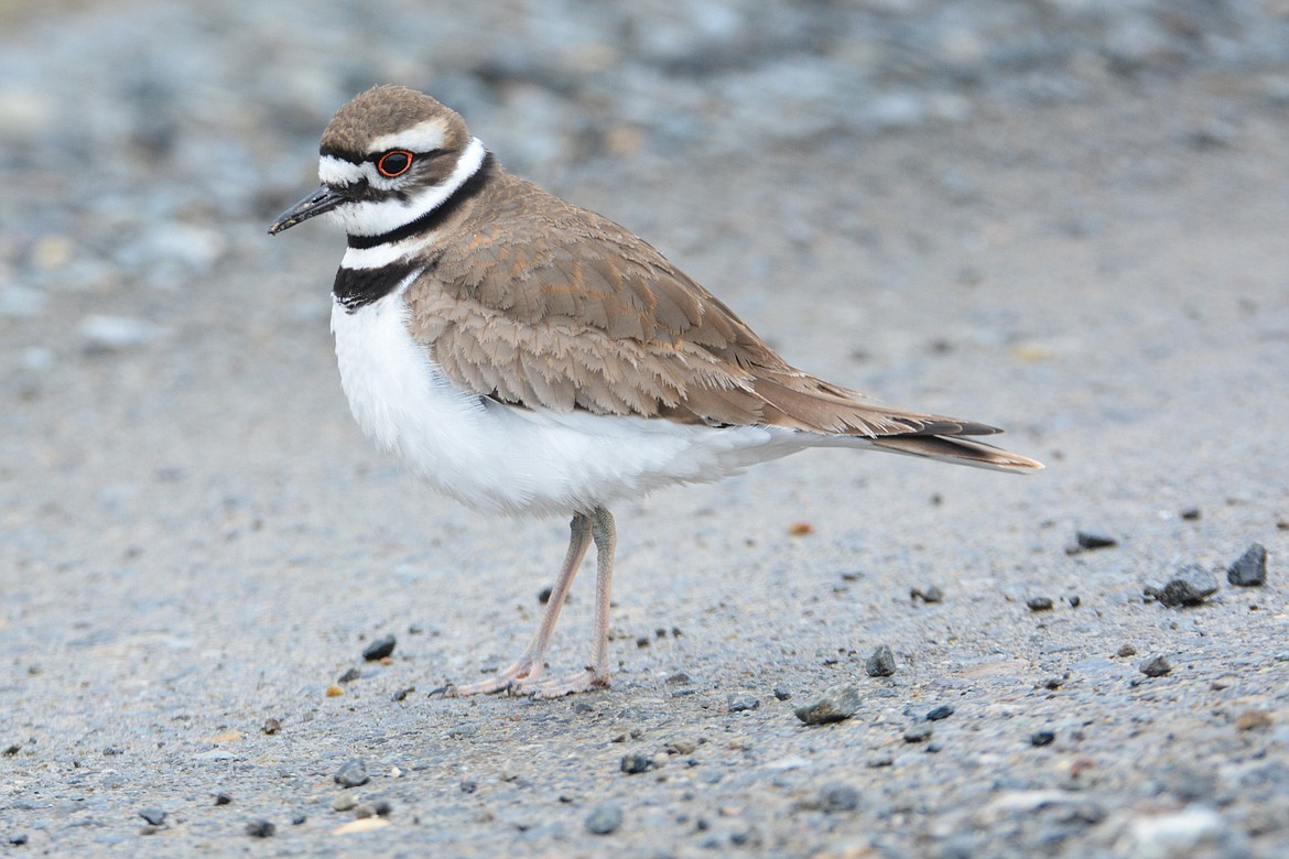 The killdeer is the only shorebird with two black bands around the neck like a necklace.