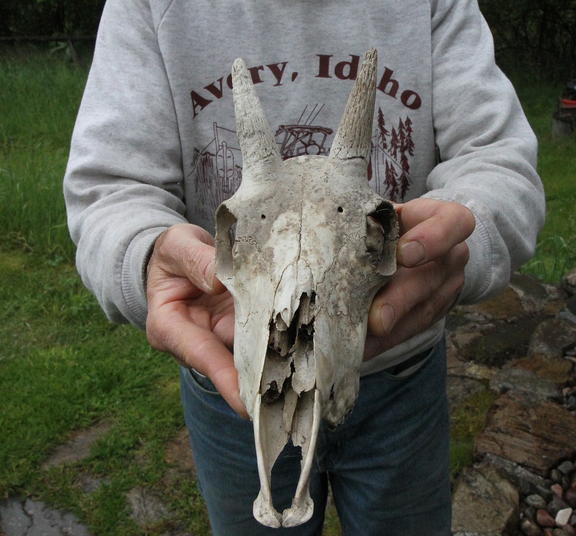 Former Avery postmaster and Forest Service hydrologist Wade Bilbrey holds a mountain goat skull he found in the St. Joe River area.