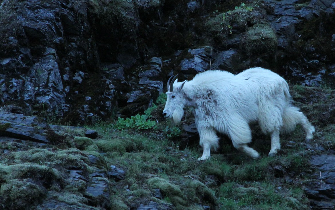 Mountain goat numbers are thought to be relatively stable in the Snow Peak area, with populations ranging from Snow Peak to Foehle Creek along the Little North Fork of the Clearwater River, north to the Sisters Creek drainages and west to Fishhook Creek, south of Avery. The population, which runs south of the St. Joe River to the Clearwater region, is scattered and has not been recently tallied.