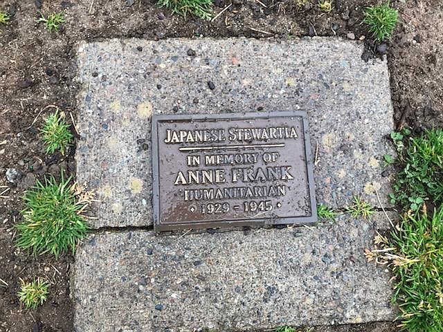 City officials are not sure if the plaque beneath a vandalized tree memorializing the life of Anne Frank was also intentionally damaged or if it has simply fallen victim to the elements. Its tree, a Japanese Stewartia, was apparently broken in half Tuesday evening.