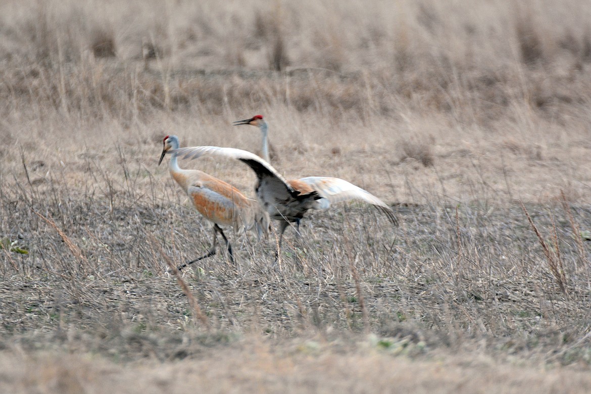 Sandhill cranes are elegant dancers. Dancing peaks during mating season but can occur any time of the year.