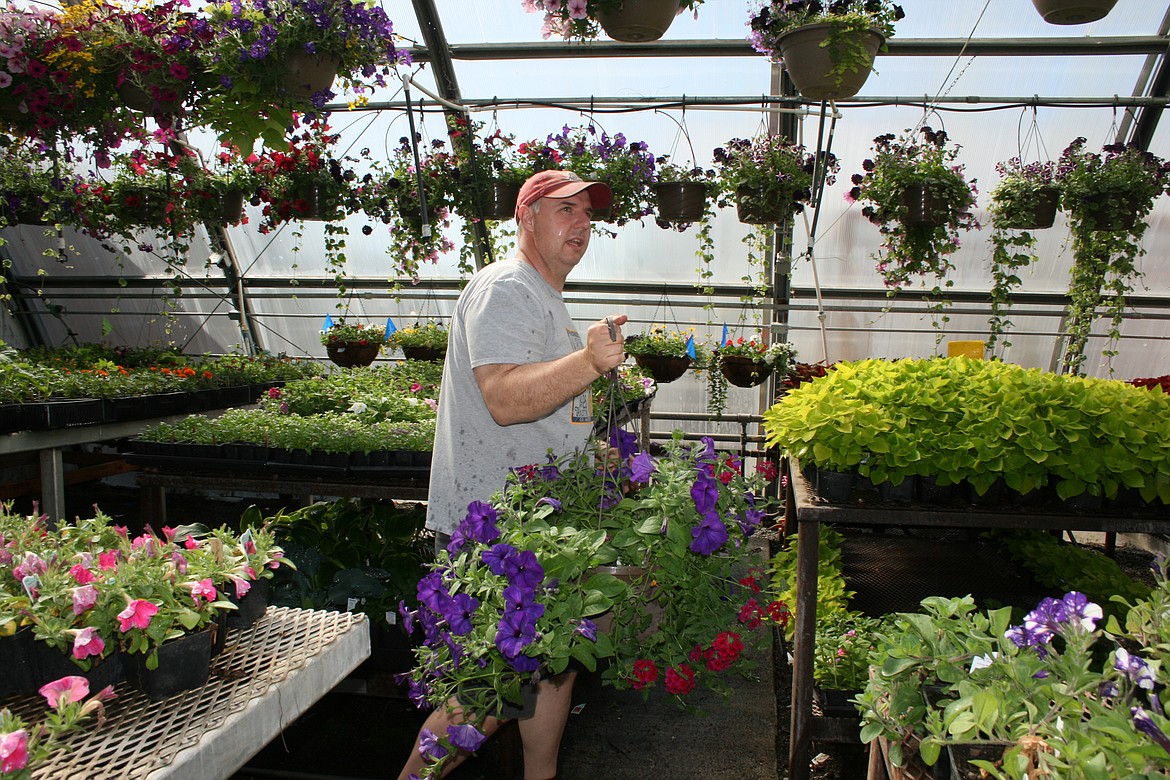 Hanging baskets hung close to each other will start tangling together. Moses Lake High School ag teacher Tony Kern moves a basket to a different location to space them out.