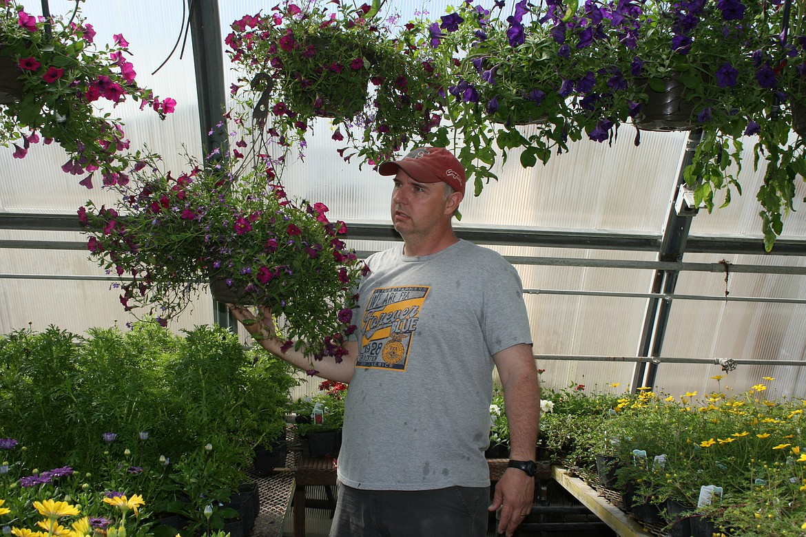 Moses Lake High School agriculture teacher Tony Kern moves around the hanging baskets in the MLHS greenhouse. The flowers and vegetables in the greenhouse will be for sale during the FFA plant sale.