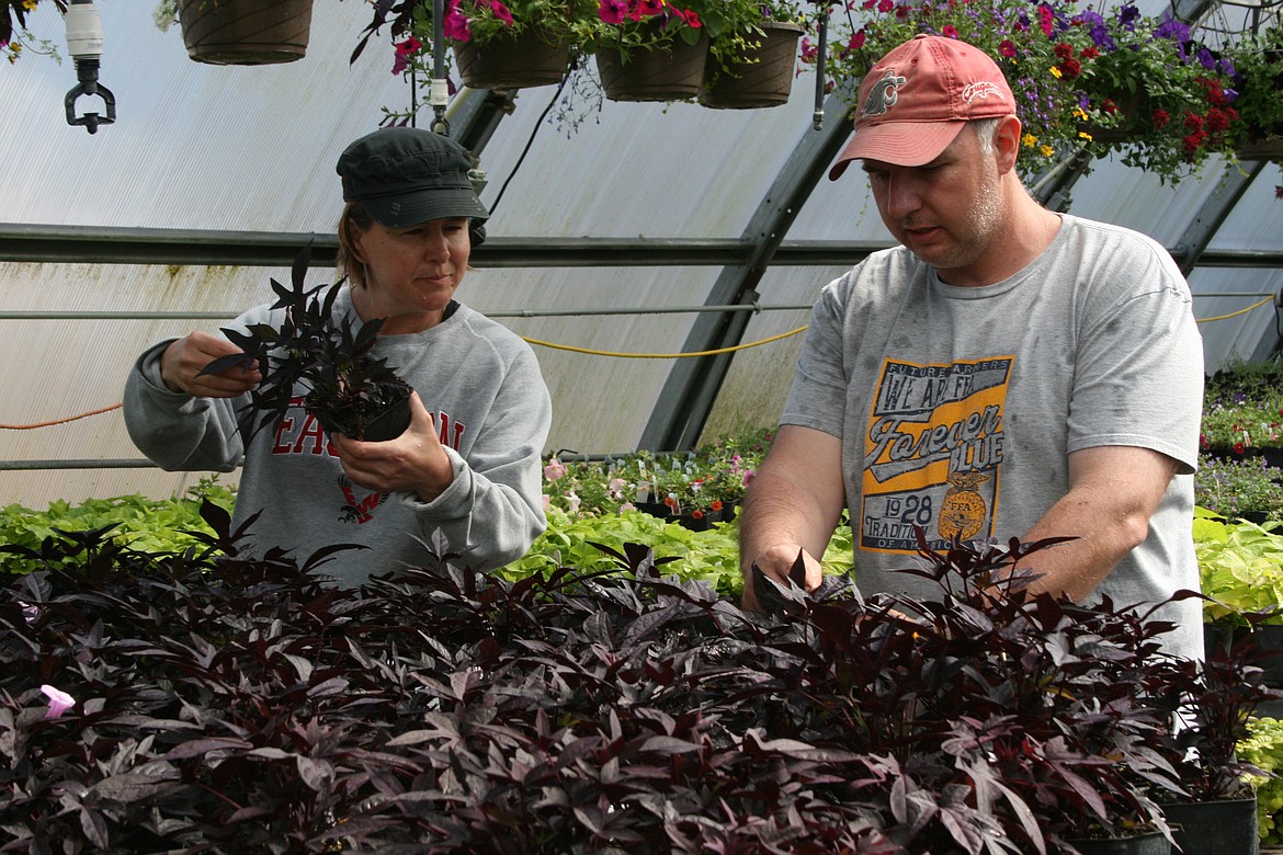 Moses Lake High School ag teacher Tony Kern (right) gives a few tips to MLHS Spanish teacher Kris Sands. Sands was doing some advance shopping in the MLHS greenhouse.