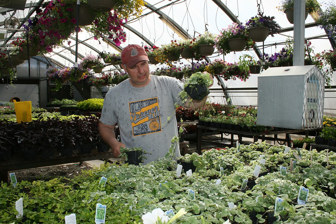 Moses Lake High School ag teacher Tony Kern gives plants some growing room in the MLHS greenhouse.