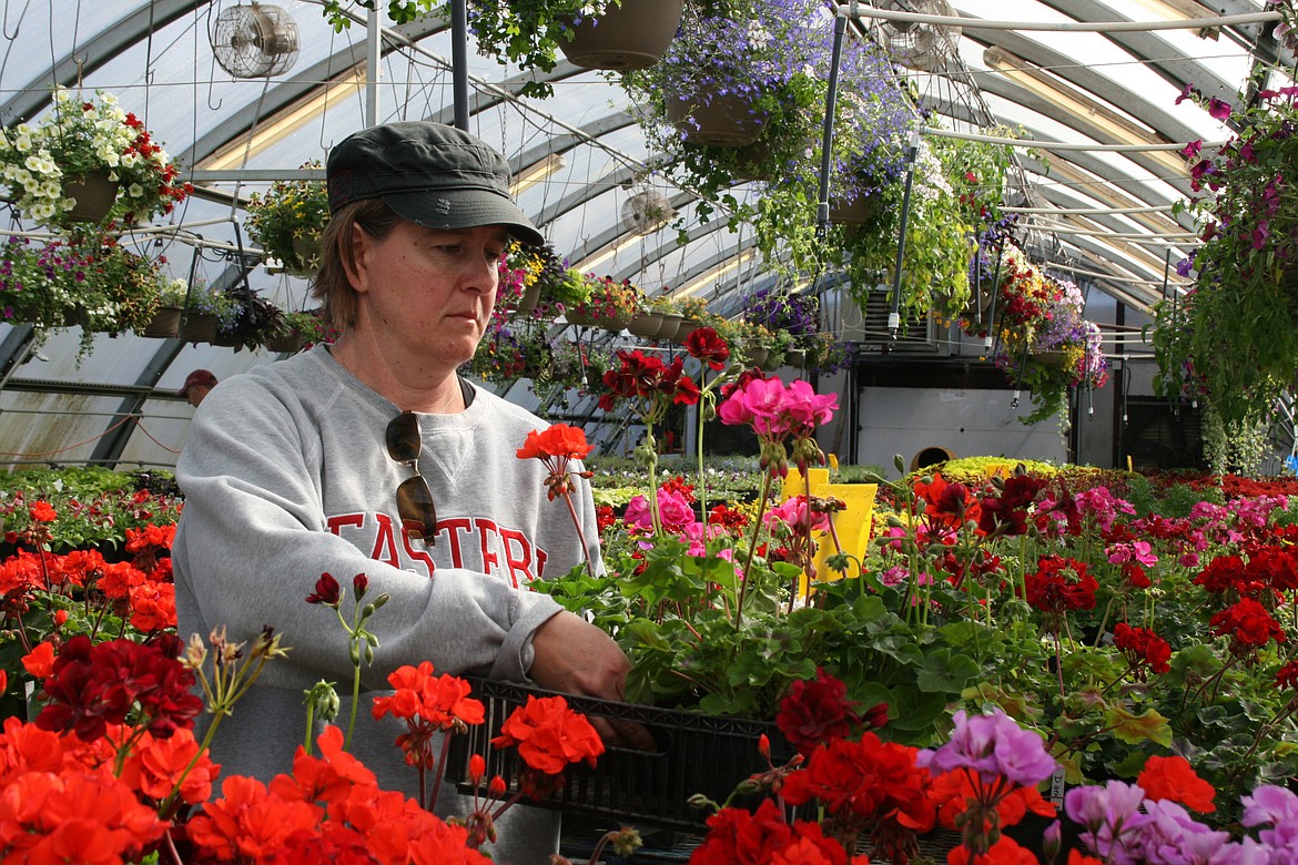 Moses Lake High School Spanish teacher Kris Sands ponders the garden selections in the MLHS greenhouse.