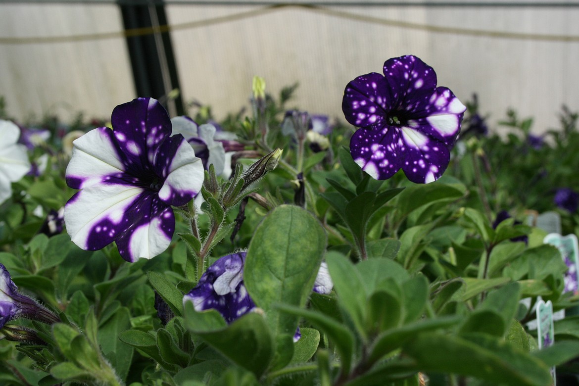 Flowers like these petunias will be among the options at the annual Moses Lake High School FFA plant sale.