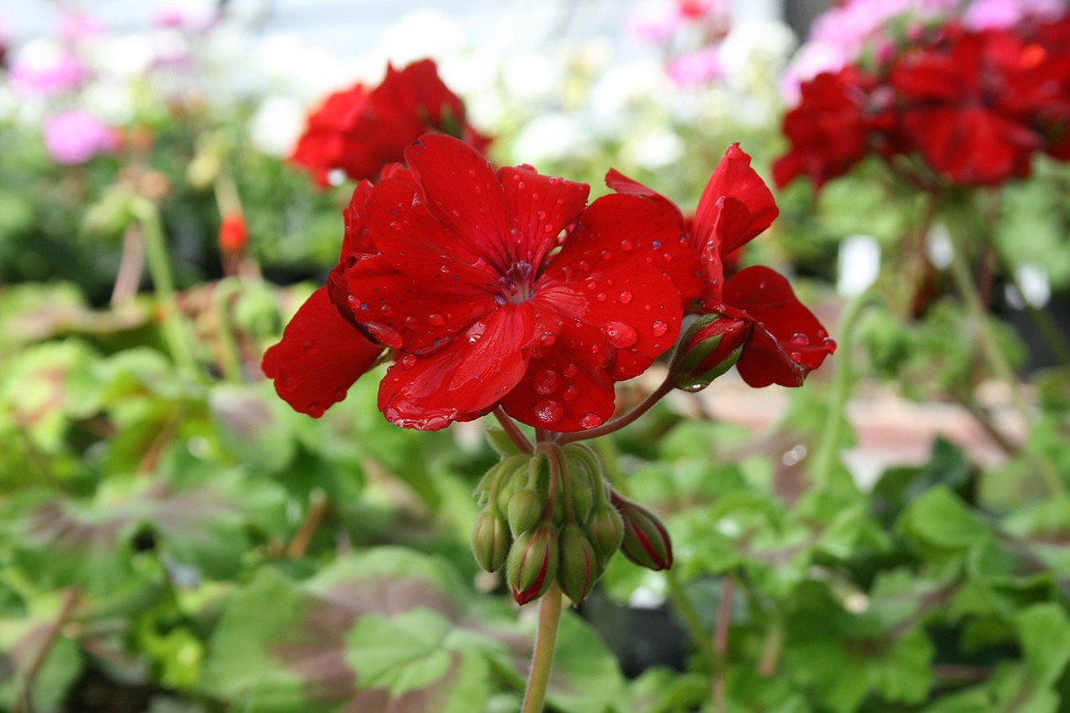 Geraniums are among the flower options at the Moses Lake High School FFA plant sale.