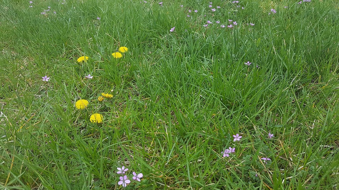 Dandelions are hard to manage. Don’t lose your mind about them.