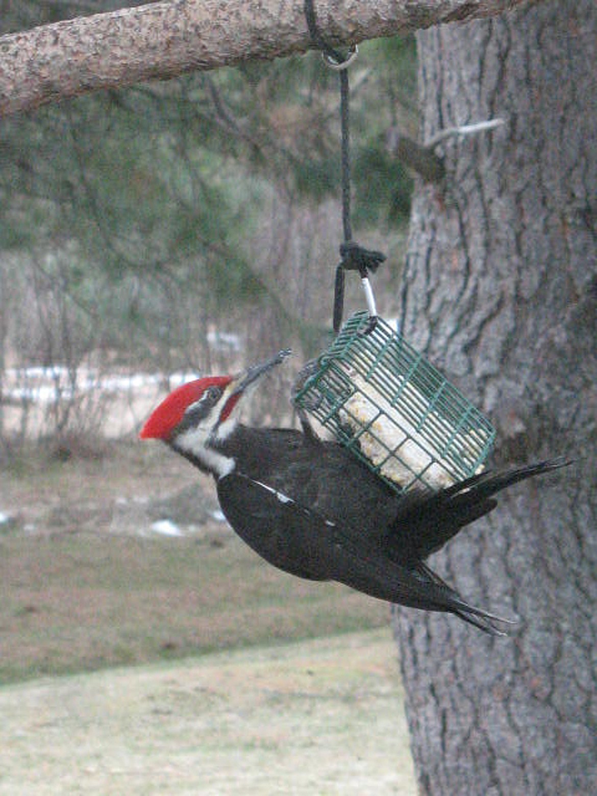 “Sitting inside enjoying the bird life,” writes Margo Johnson in submitting this Best Shot. “It keeps us company during these shut-in days.” If you have an photo that you took that you would like to see run as a Best Shot or I Took The Bee send it in to the Bonner County Daily Bee, P.O. Box 159, Sandpoint, Idaho, 83864; or drop them off at 310 Church St., Sandpoint. You may also email your pictures in to the Bonner County Daily Bee along with your name, caption information, hometown and phone number to bcdailybee@bonnercountydailybee.com.