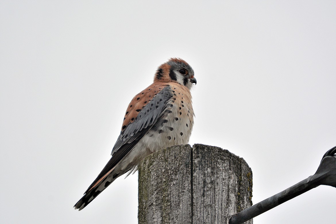 American kestrel, also known as sparrow hawks, are often seen perched on poles along the edges of fields and roadsides.