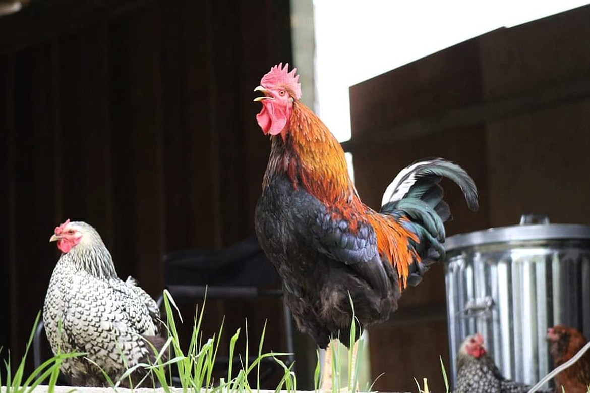 The city of Bonners Ferry wants residents to know that some animals, such as roosters, are not allowed within city limits, per City Code 11-2-1.