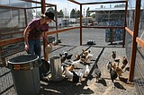 Chicken project continues despite lockdown