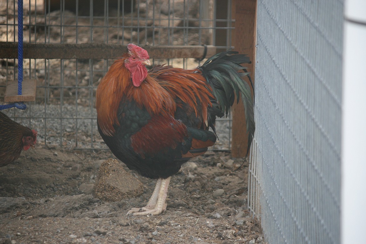 The Moses Lake High School animal science class project involving raising chickens is still on track, despite the closing of school as part of the effort to combat the COVID-19 outbreak.