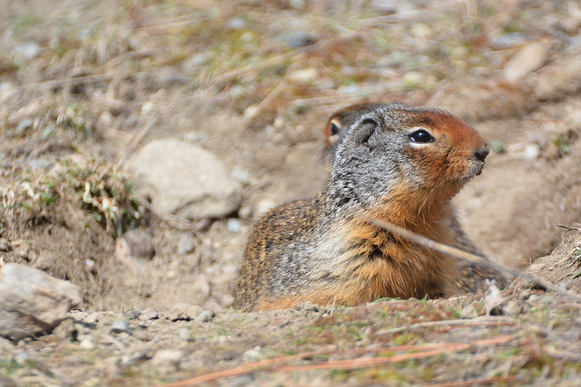 The position of ground squirrels’ eyes means they can see behind themselves and are always on alert when coming out of their burrow.