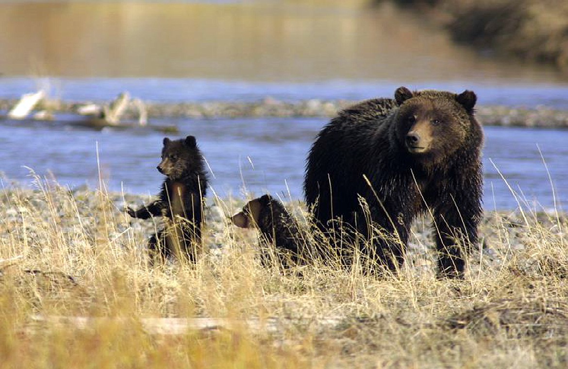 Archery hunters walked away with minor injuries after surprising sow with cub in the Apache Ridge area of the Upper Pack River drainage this morning. (The photo is not the bear referenced in the attack.)