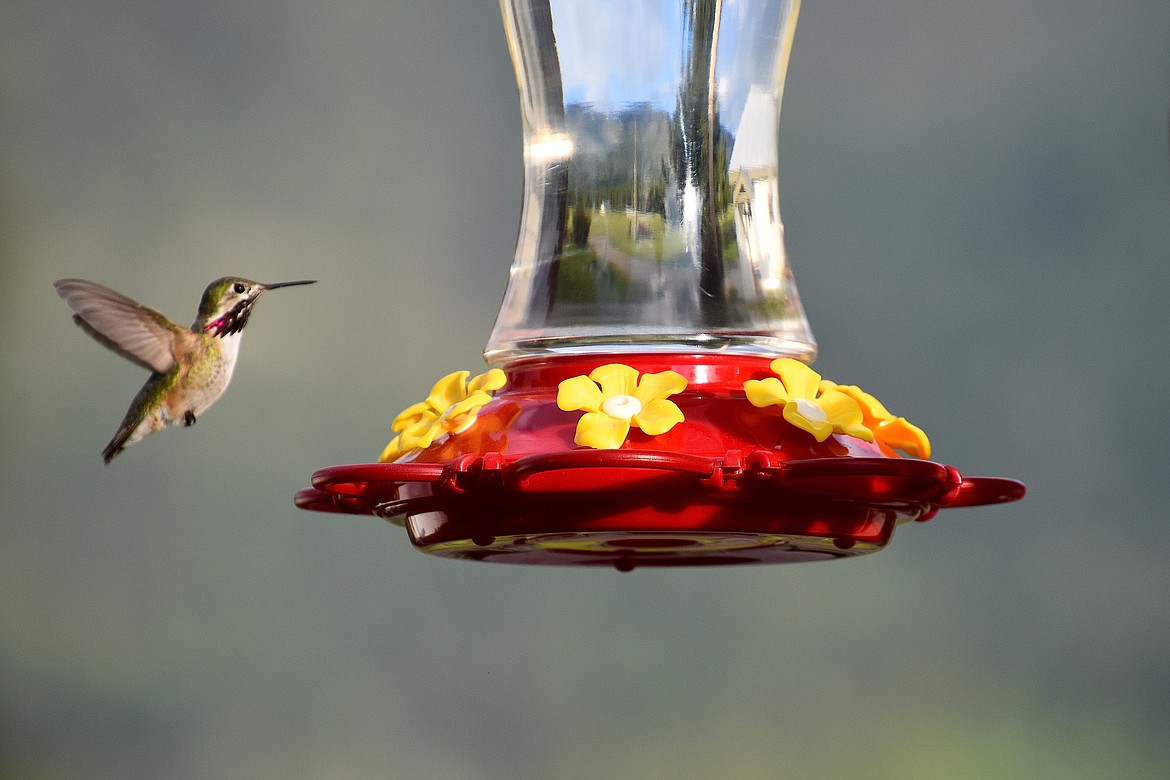 Robert Kalberg captured this beautiful hummingbird picture on May 5 at his backdoor in Paradise Valley.