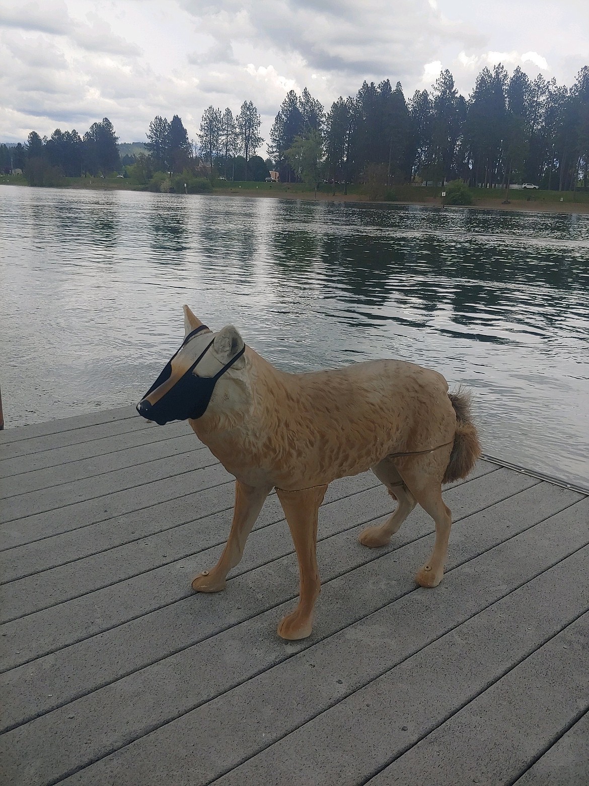 The famous coyotes along the dock at Cedars stand ready to accept visitors, particularly with their newly equipped protective masks. Cedars will implement a dockside service for boaters, a way to generate new revenue in a time of uncertainty.