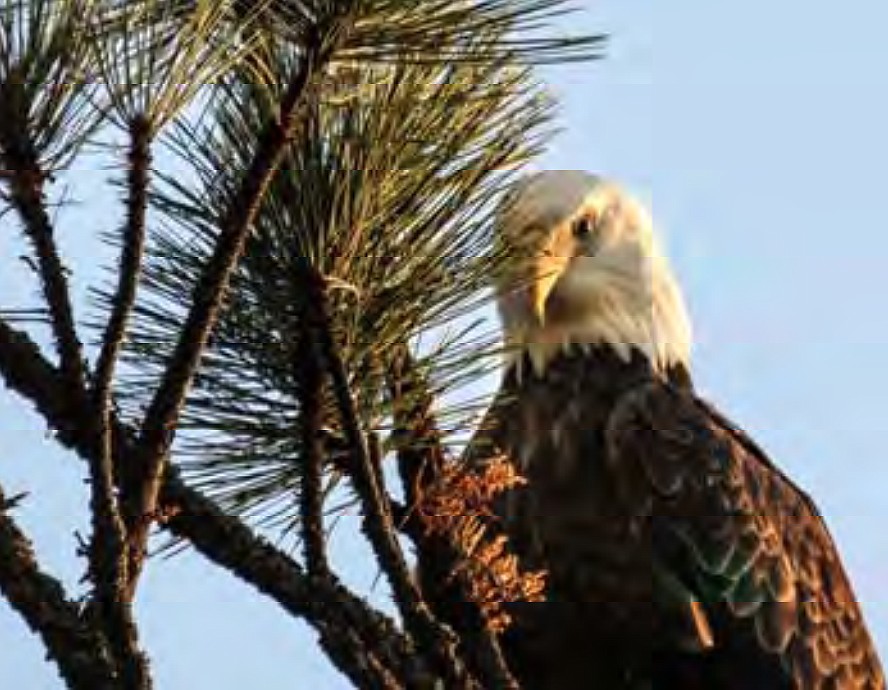 “Bald Eagle at Higgens Point” by Jackie McNeel (Courtesy City of Coeur d’Alene)