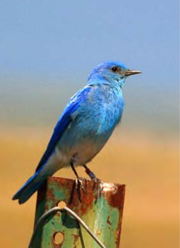 “Mountain Bluebird, ID State Bird” by Joel McNee (Courtesy City of Coeur d’Alene)