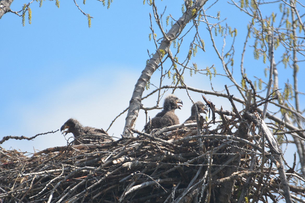 Three growing eaglets hungrily waiting on mom and dad for the next meal.