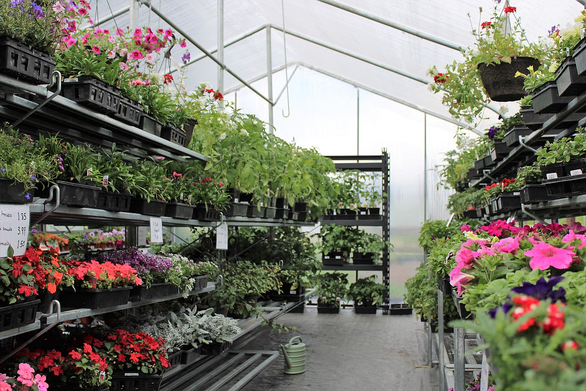 Bedding plants, vegetables, trees, shrubs, flowers and a lot more is available at the newly reopened business.