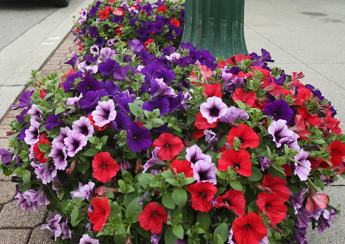 Hanging baskets of radiant reds, lovely lavenders and pretty purples are among the selections of petunias that will beautify downtown Coeur d'Alene this summer. The flowers were installed Thursday. (DEVIN WEEKS/Press)