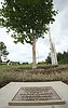 Anne Frank tree finds new home