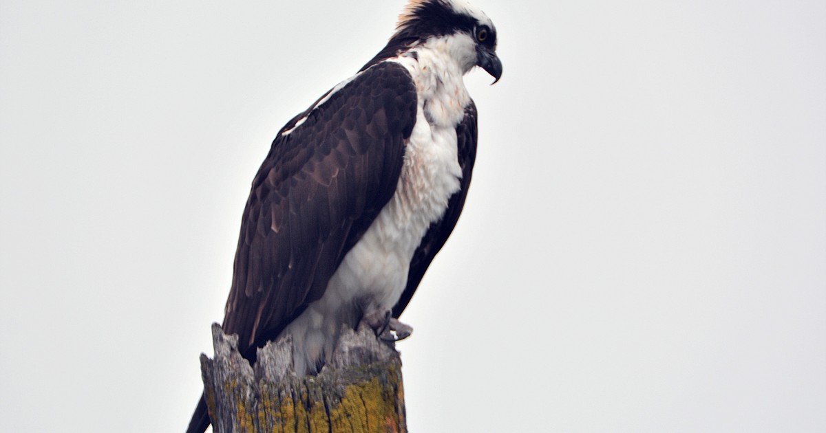 osprey hunting pack