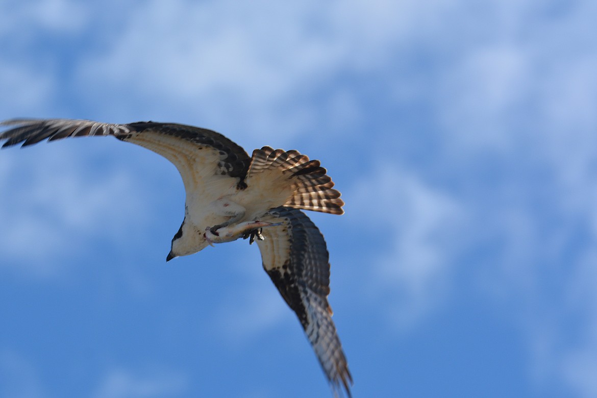 (Photo courtesy DON BARTLING)
Fish make up most of the osprey’s diet. He can take fish that weigh up to 4.5 pounds and 14 inches in length. As seen in the photo he flies aerodynamically with one talon on the head of the fish and the other on the tail.