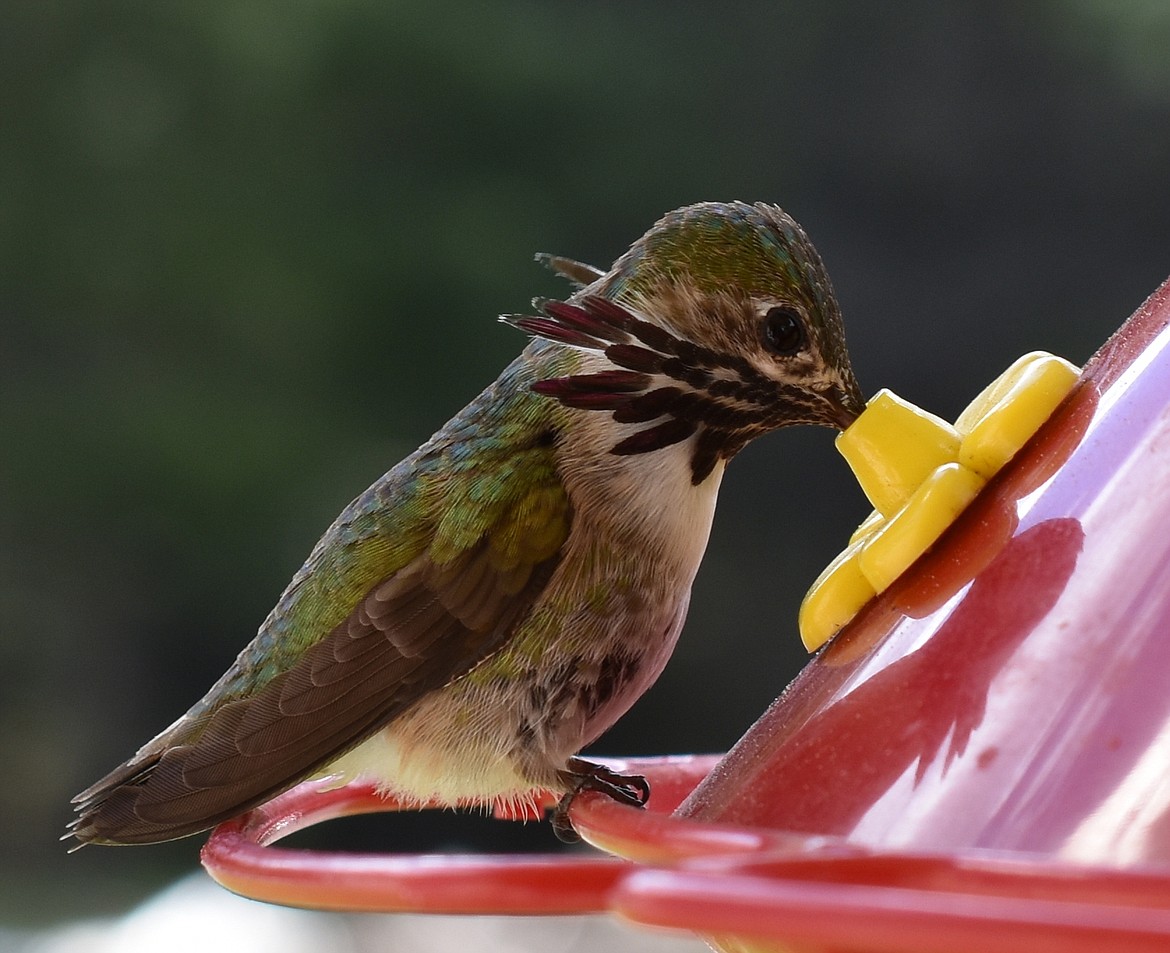 Nellie Alwin captured this Best Shot of a hummingbird getting a bite to eat recently. If you have a photo that you took that you would like to see run as a Best Shot or I Took The Bee send it in to the Bonner County Daily Bee, P.O. Box 159, Sandpoint, Idaho, 83864; or drop them off at 310 Church St., Sandpoint. You may also email your pictures in to the Bonner County Daily Bee along with your name, caption information, hometown and phone number to bcdailybee@bonnercountydailybee.com.