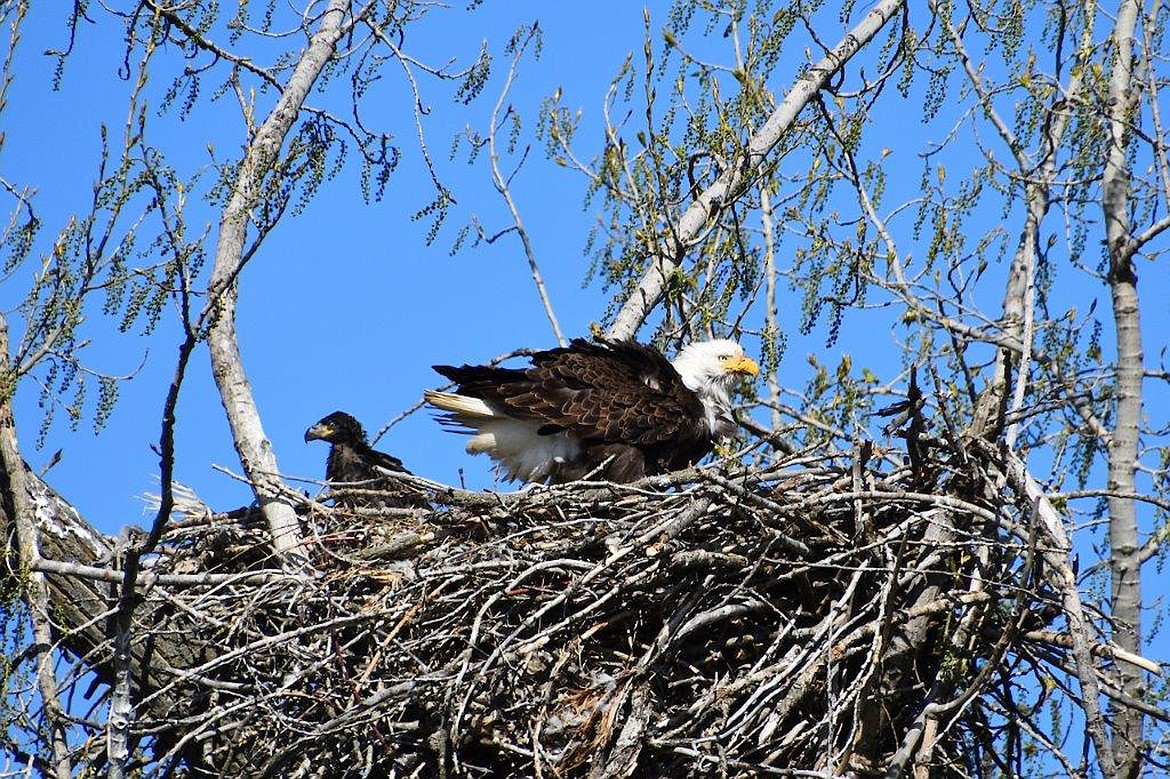 Robert Kalberg captured this Best Shot of a mother eagle and her offspring Here is a momma eagle and her baby picture on May 13th from Riverside Road in Bonners Ferry. If you have a photo that you took that you would like to see run as a Best Shot or I Took The Bee send it in to the Bonner County Daily Bee, P.O. Box 159, Sandpoint, Idaho, 83864; or drop them off at 310 Church St., Sandpoint. You may also email your pictures in to the Bonner County Daily Bee along with your name, caption information, hometown and phone number to bcdailybee@bonnercountydailybee.com.