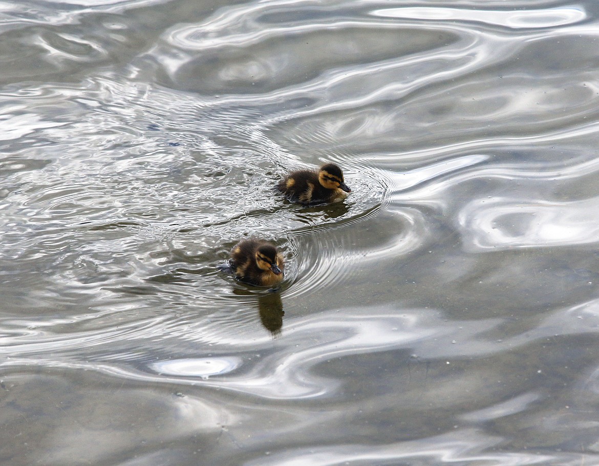 BILL BULEY/Press 
 Two ducklings swim at the Riverstone pond on Wednesdays.