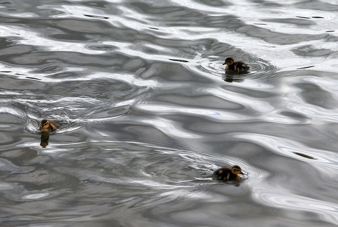 BILL BULEY/Press 
 Three duckligs  swm at Riverstone pond on Saturday.