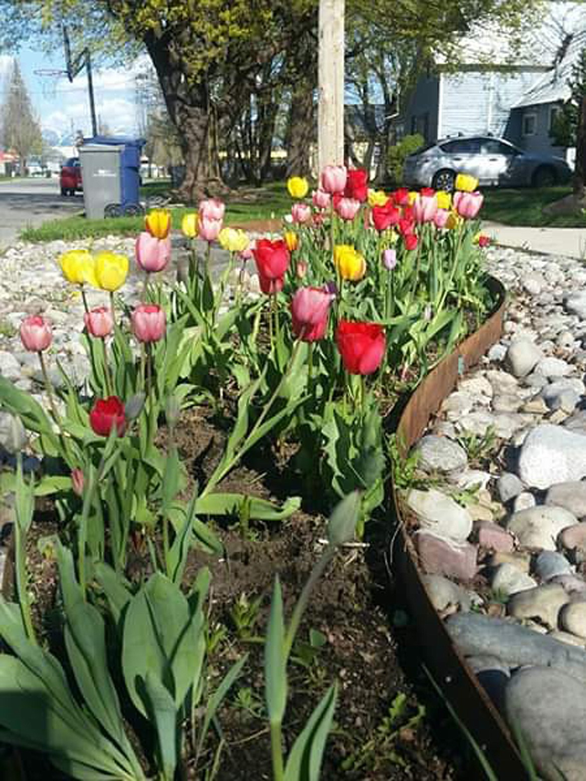 Nannette Heintzelman took this Best Shot of a flowers putting on a colorful display. If you have a photo that you took that you would like to see run as a Best Shot or I Took The Bee send it in to the Bonner County Daily Bee, P.O. Box 159, Sandpoint, Idaho, 83864; or drop them off at 310 Church St., Sandpoint. You may also email your pictures in to the Bonner County Daily Bee along with your name, caption information, hometown and phone number to bcdailybee@bonnercountydailybee.com.