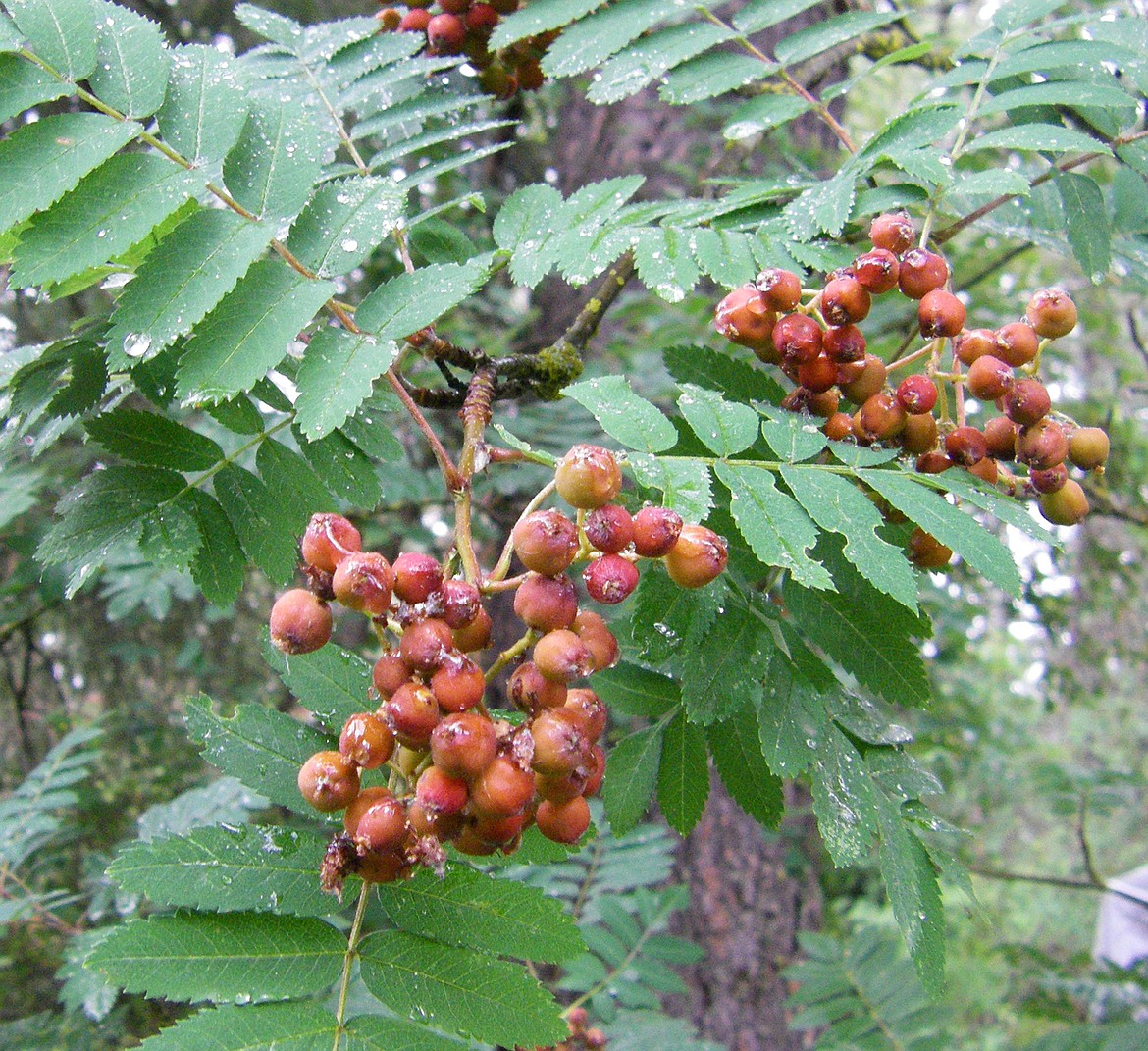 Mountain Ash — pictured here in a late summer photo — is a choice hardy native tree that enhances the landscape with graceful leaves, spring blossoms and summer/fall berries that benefit songbirds.