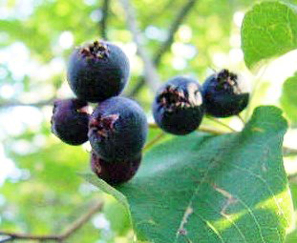 Serviceberry, once matured, lives and grows for years — offering juicy (though somewhat seedy) berries for jams and jellies as well as nurture for the birds.