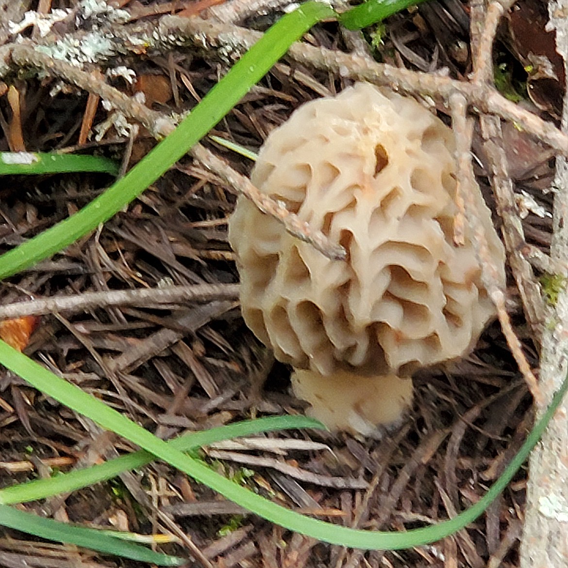 Where to look? Morels are found where you find them. They usually pop up on the ground in moist forest areas, open woodland, along brushy stream ways, in wooded draws, or fence lines. But they also appear around dead trees or burns.