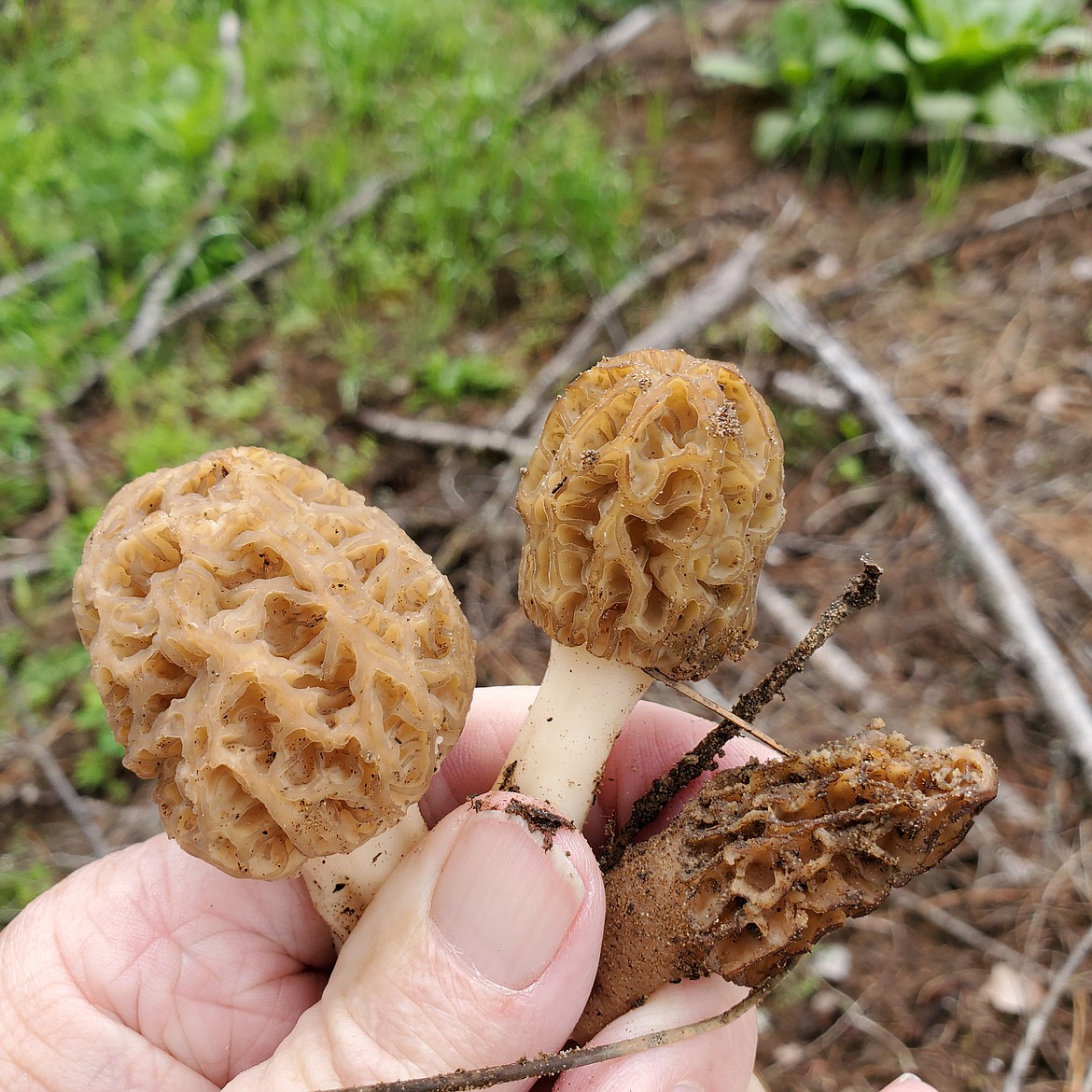 Morel mushrooms are a widely distributed edible fungus which has a brown oval or pointed fruiting body with an irregular honeycombed surface bearing the spores.