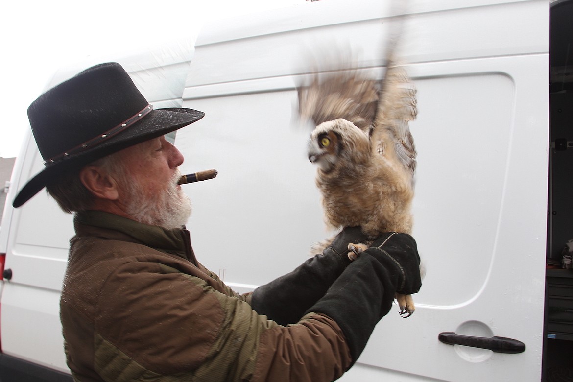 (Photo by KEITH KINNAIRD) 
 Don Veltkamp removes a great horned own from its cage