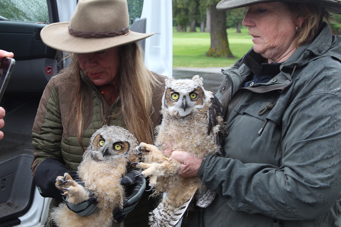 (Photo by KEITH KINNAIRD) 
 A closer shot of the great horned owls.