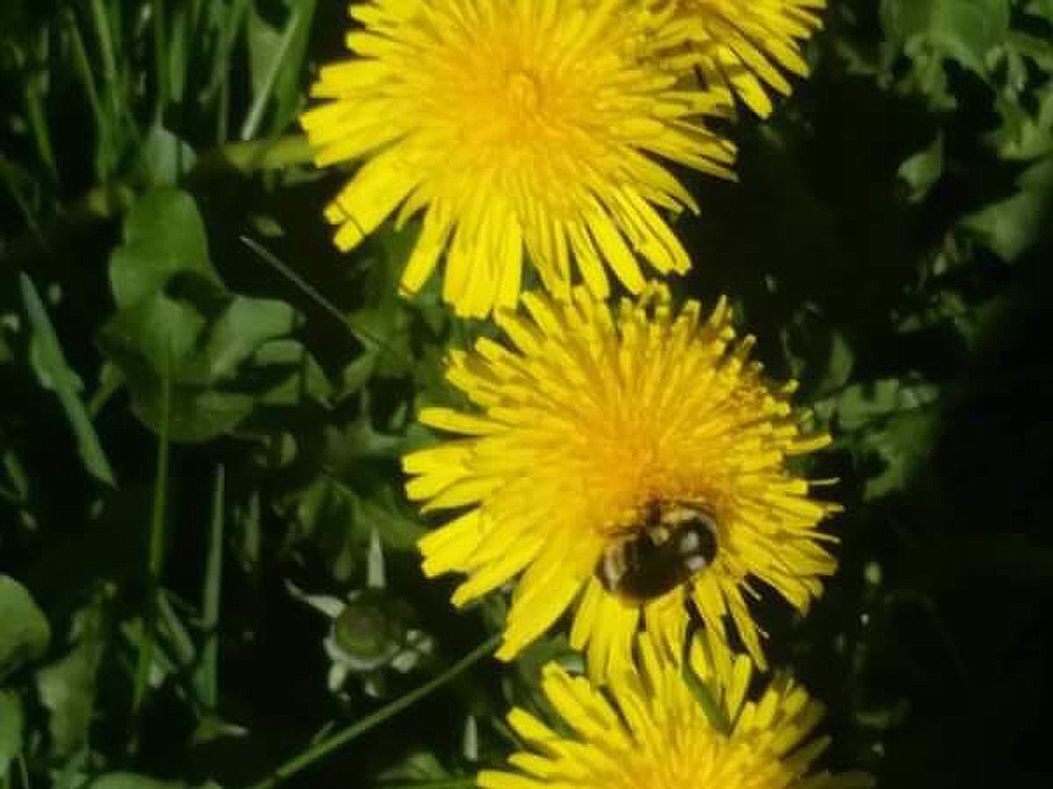 Nannette Heintzelman took this Best Shot of a bee finding a spot to gather pollen recently. If you have a photo that you took that you would like to see run as a Best Shot or I Took The Bee send it in to the Bonner County Daily Bee, P.O. Box 159, Sandpoint, Idaho, 83864; or drop them off at 310 Church St., Sandpoint. You may also email your pictures in to the Bonner County Daily Bee along with your name, caption information, hometown and phone number to bcdailybee@bonnercountydailybee.com.