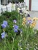 ELAINE CERNY: MY GARDEN PATH — June: Bloom or gloom?