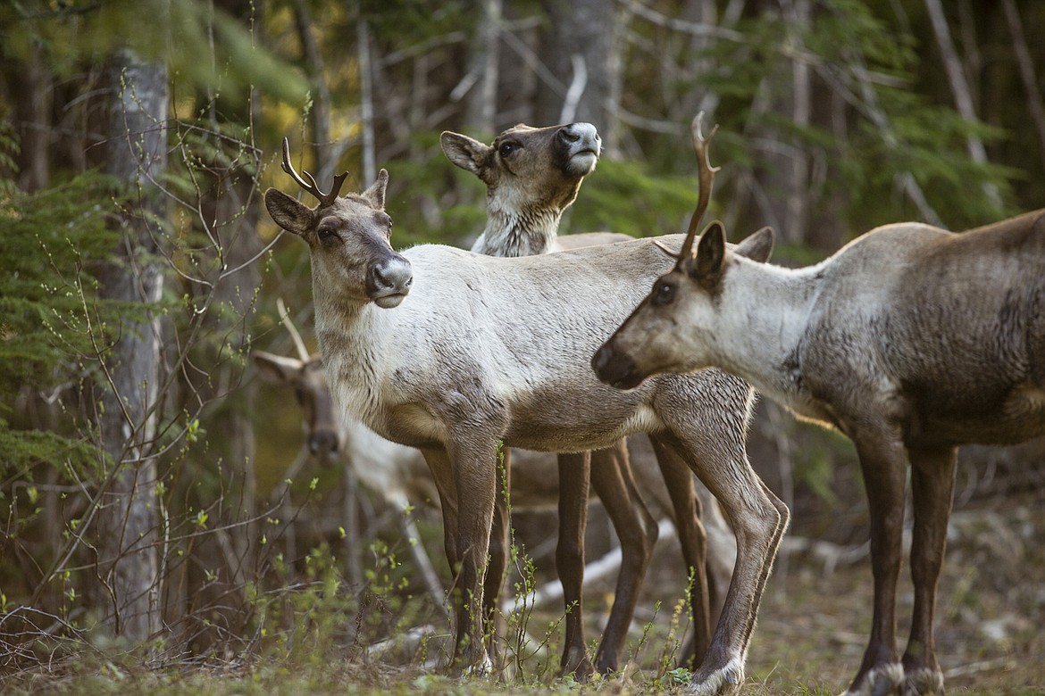 Three years ago, 27 individual caribou existed in the Selkirks and Purcell mountains of North Idaho. The subspecies, which counted more than 100 in the late 1950s, disappeared from Idaho last year. Now two University of Idaho students are gathering information about the animals from local residents, which they plan to fold into a graduate project.