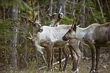 Caribou project seeks border country stories