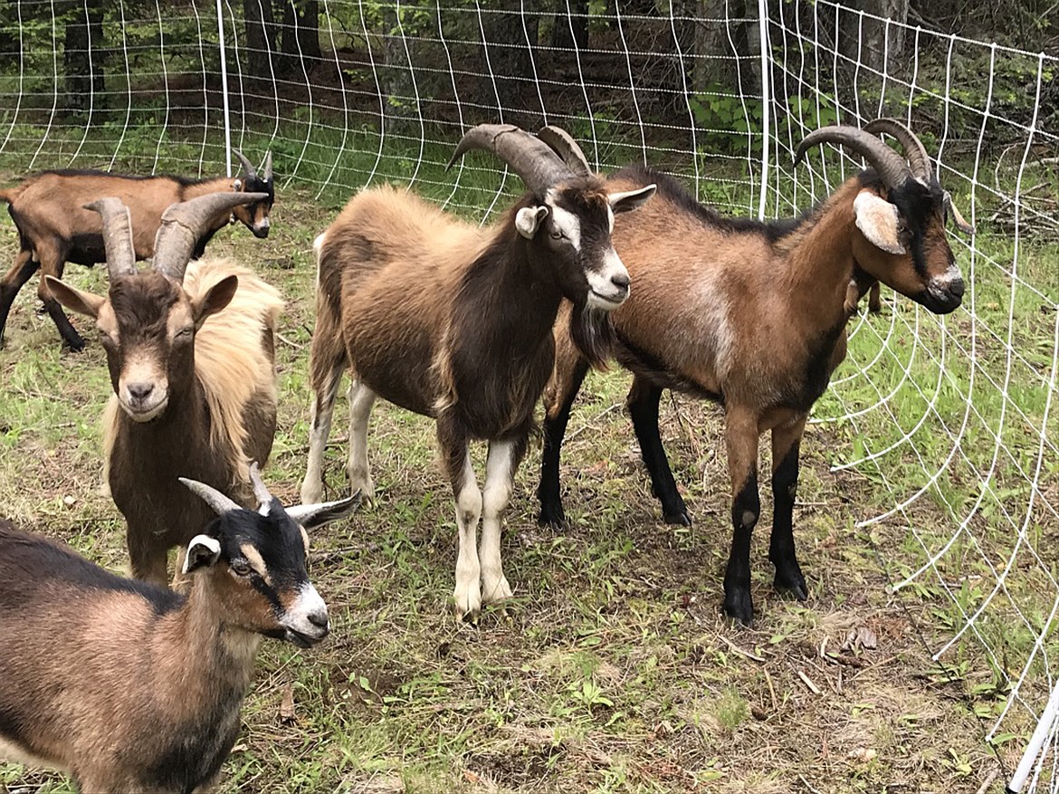 (Photo by SUSAN DRINKARD) 
 A goat herd will help keep the fields mowed at Pine Street Woods. A shepherd is residing at the recreation site to watch over his animals and to protect them from predators.