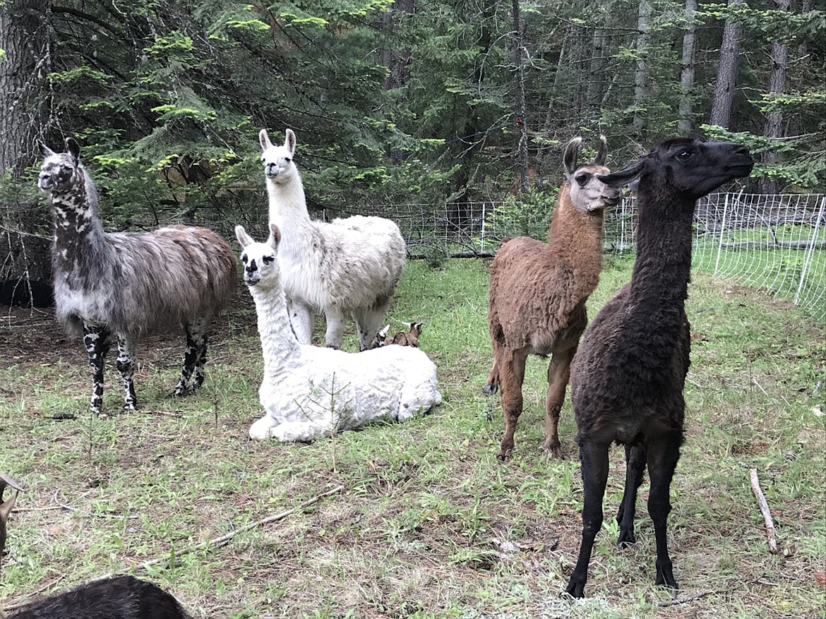 (Photo by SUSAN DRINKARD) 
 Llamas hang about in a pen at the Pine Street Woods where the animals along with a yak, goats, and sheep were brought in by Kaniksu Land Trust to plow the meadows nature’s way.