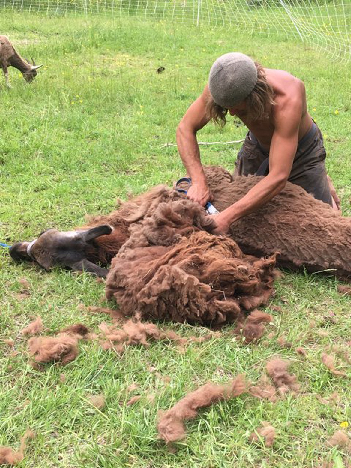 (Couresy photo) 
 Chris Wujek, shepherd, shears Rusty, a llama he recently captured from the wild, upon his arrival to Pine Street Woods. Kaniksu Land Trust has contracted with Wujek to rehabilitate meadows at the recreation site suffering from overgrazing by cattle.