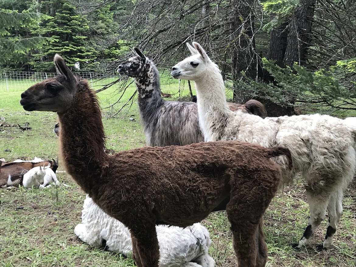 (Photo by SUSAN DRINKARD) 
 Llamas stand at attention at the Pine Street Woods, where they along with a yak, goats and sheep, were brought in to mow the meadows at the popular recreation site west of Sandpoint.